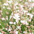 Gaura lindheimeri 'Monarch White'.JPG