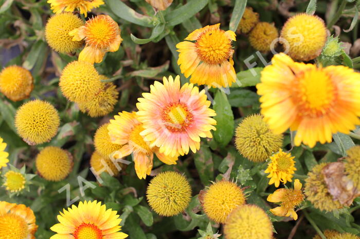 Kokarda osinatá 'Arizona Apricot' - Gaillardia aristata 'Arizona Apricot'