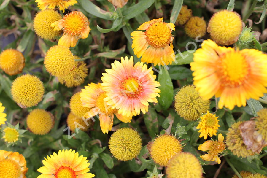 Kokarda osinatá 'Arizona Apricot' - Gaillardia aristata 'Arizona Apricot'