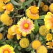 Kokarda osinatá 'Arizona Apricot' - Gaillardia aristata 'Arizona Apricot'