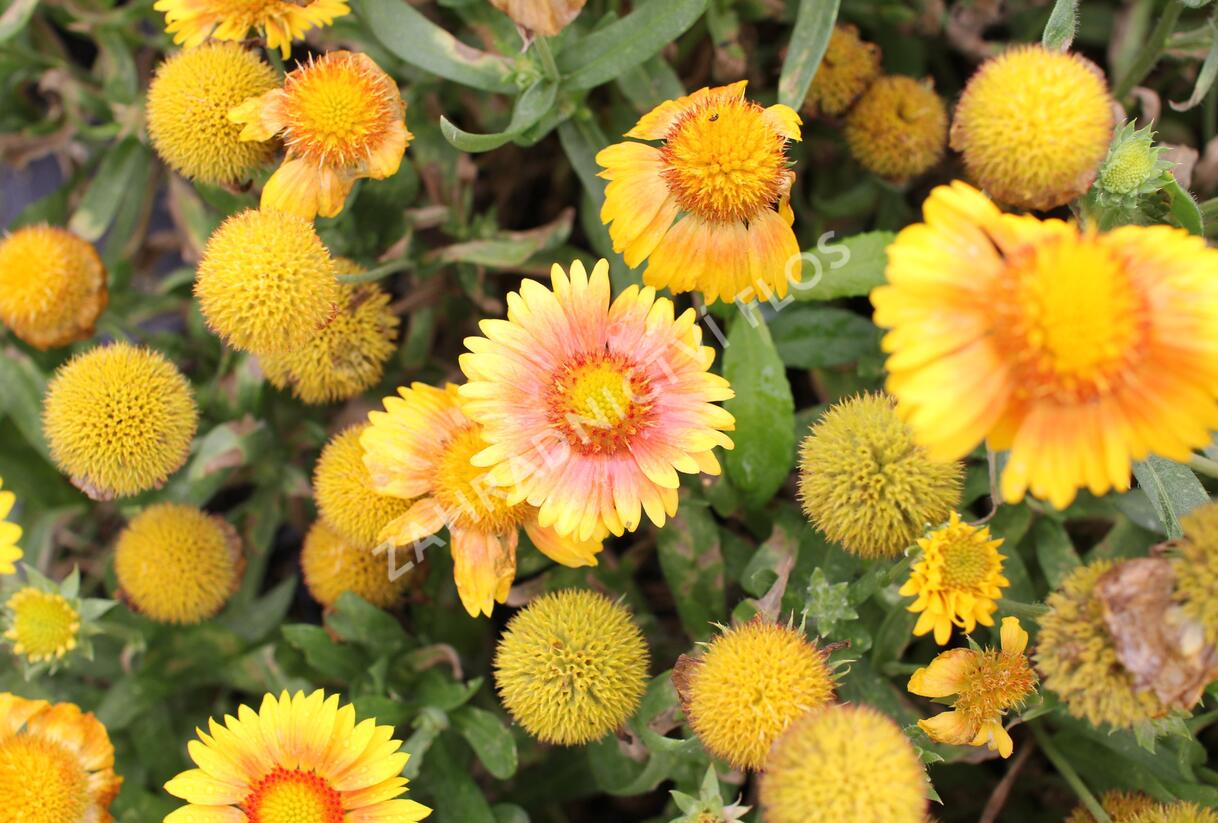 Kokarda osinatá 'Arizona Apricot' - Gaillardia aristata 'Arizona Apricot'