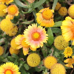 Kokarda osinatá 'Arizona Apricot' - Gaillardia aristata 'Arizona Apricot'