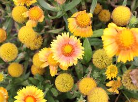Kokarda osinatá 'Arizona Apricot' - Gaillardia aristata 'Arizona Apricot'