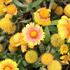 Gaillardia aristata 'Arizona Apricot'.JPG