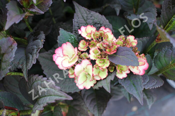 Hortenzie pilovitá 'Darwhite' - Hydrangea serrata 'Darwhite'
