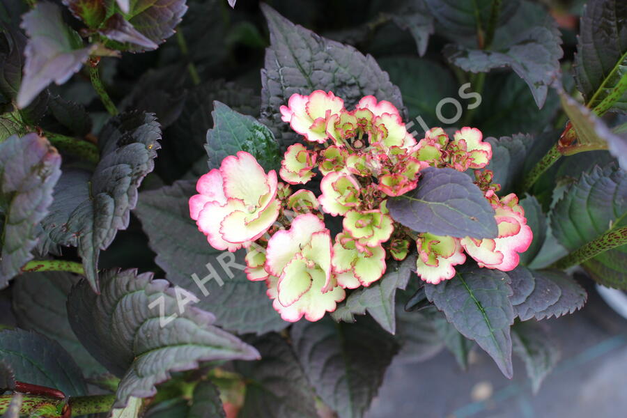Hortenzie pilovitá 'Darwhite' - Hydrangea serrata 'Darwhite'