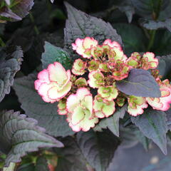 Hortenzie pilovitá 'Darwhite' - Hydrangea serrata 'Darwhite'