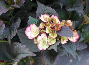 Hortenzie pilovitá 'Darwhite' - Hydrangea serrata 'Darwhite'