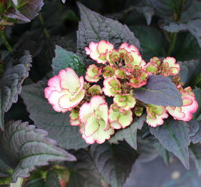 Hortenzie pilovitá 'Darwhite' - Hydrangea serrata 'Darwhite'