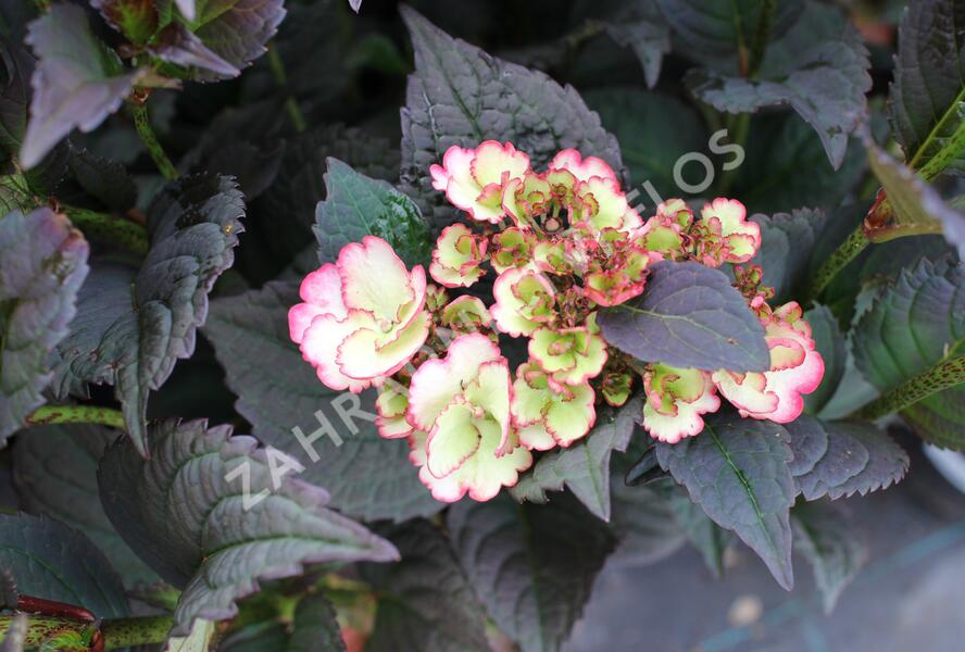 Hortenzie pilovitá 'Darwhite' - Hydrangea serrata 'Darwhite'