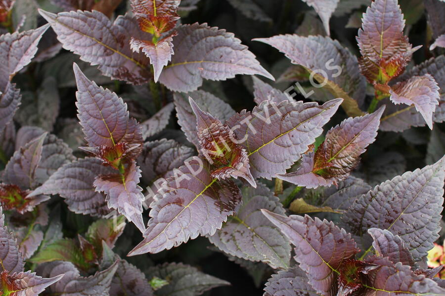 Hortenzie pilovitá 'Darwhite' - Hydrangea serrata 'Darwhite'