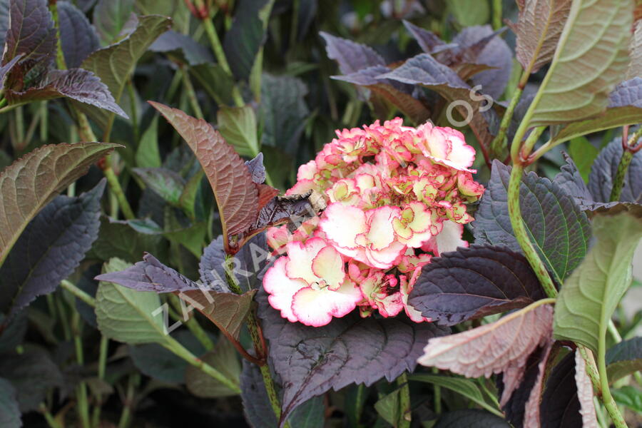 Hortenzie pilovitá 'Darwhite' - Hydrangea serrata 'Darwhite'