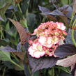 Hortenzie pilovitá 'Darwhite' - Hydrangea serrata 'Darwhite'