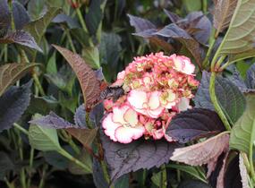 Hortenzie pilovitá 'Darwhite' - Hydrangea serrata 'Darwhite'