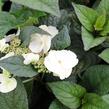 Hortenzie pilovitá 'Darbi' - Hydrangea serrata 'Darbi'
