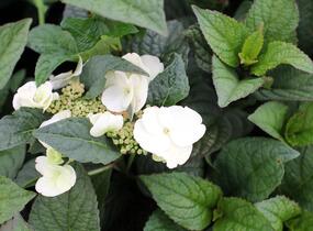 Hortenzie pilovitá 'Darbi' - Hydrangea serrata 'Darbi'