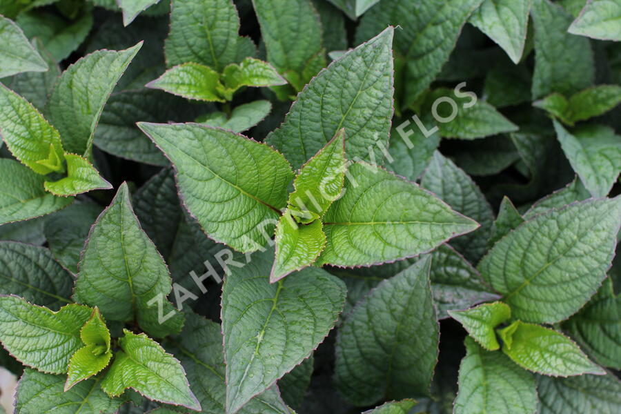Hortenzie pilovitá 'Darbi' - Hydrangea serrata 'Darbi'