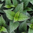 Hortenzie pilovitá 'Darbi' - Hydrangea serrata 'Darbi'