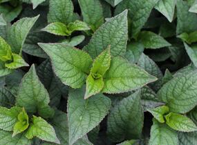 Hortenzie pilovitá 'Darbi' - Hydrangea serrata 'Darbi'