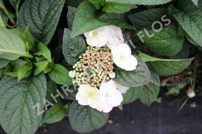 Hortenzie pilovitá 'Darbi' - Hydrangea serrata 'Darbi'