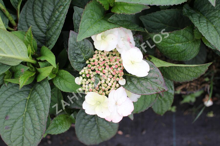 Hortenzie pilovitá 'Darbi' - Hydrangea serrata 'Darbi'