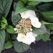 Hortenzie pilovitá 'Darbi' - Hydrangea serrata 'Darbi'