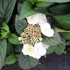 Hortenzie pilovitá 'Darbi' - Hydrangea serrata 'Darbi'
