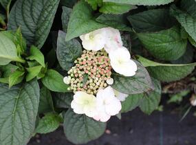Hortenzie pilovitá 'Darbi' - Hydrangea serrata 'Darbi'