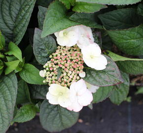 Hortenzie pilovitá 'Darbi' - Hydrangea serrata 'Darbi'