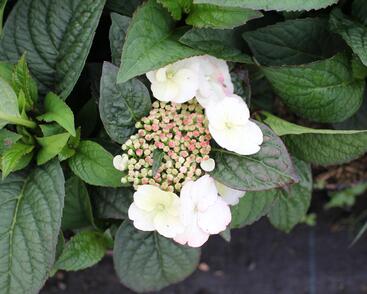 Hortenzie pilovitá 'Darbi'