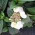 Hydrangea serrata 'Darbi'.JPG
