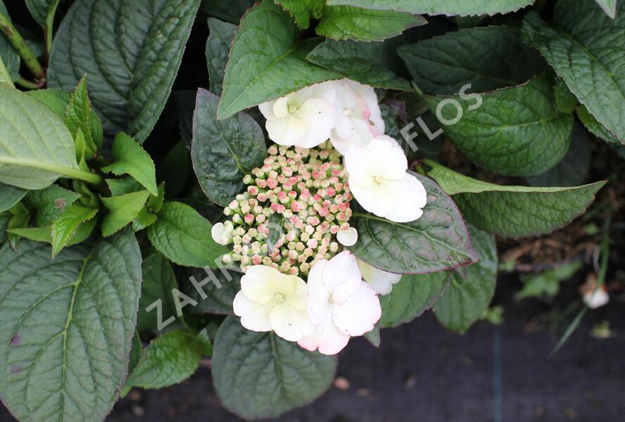 Hortenzie pilovitá 'Darbi' - Hydrangea serrata 'Darbi'