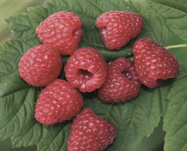 Maliník remontantní 'Two Timer Sugana' - Rubus idaeus 'Two Timer Sugana'