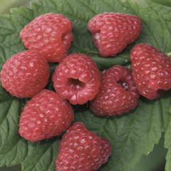 Maliník remontantní 'Two Timer Sugana' - Rubus idaeus 'Two Timer Sugana'