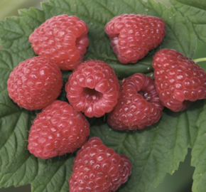 Maliník remontantní 'Two Timer Sugana' - Rubus idaeus 'Two Timer Sugana'