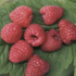 Rubus idaeus 'Two Timer Sugana'.png