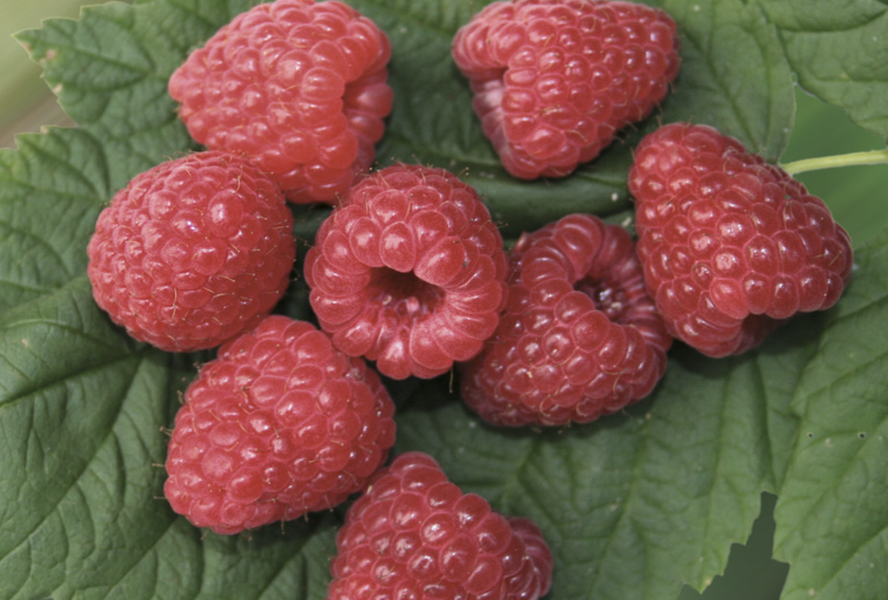 Maliník remontantní 'Two Timer Sugana' - Rubus idaeus 'Two Timer Sugana'
