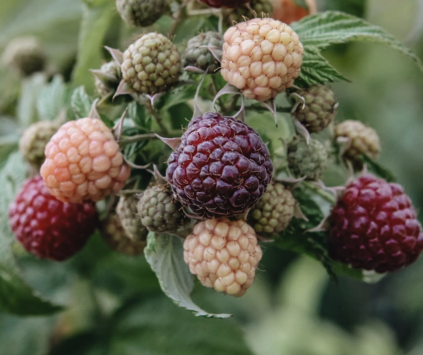 Maliník remontantní 'Autumn Passion' - Rubus idaeus 'Autumn Passion'