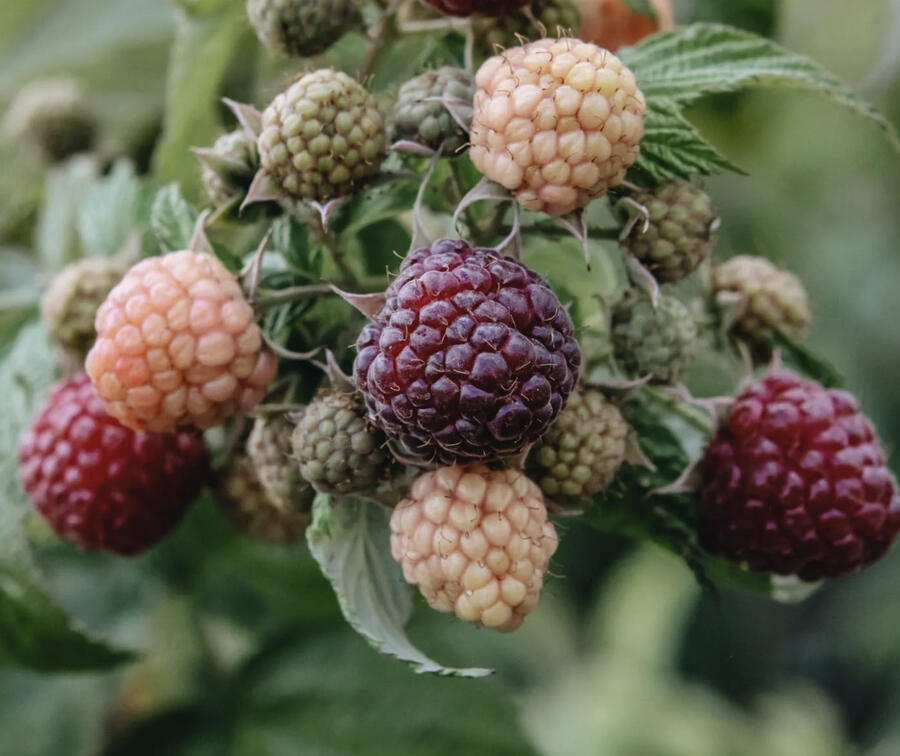 Maliník remontantní 'Autumn Passion' - Rubus idaeus 'Autumn Passion'