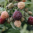 Maliník remontantní 'Autumn Passion' - Rubus idaeus 'Autumn Passion'