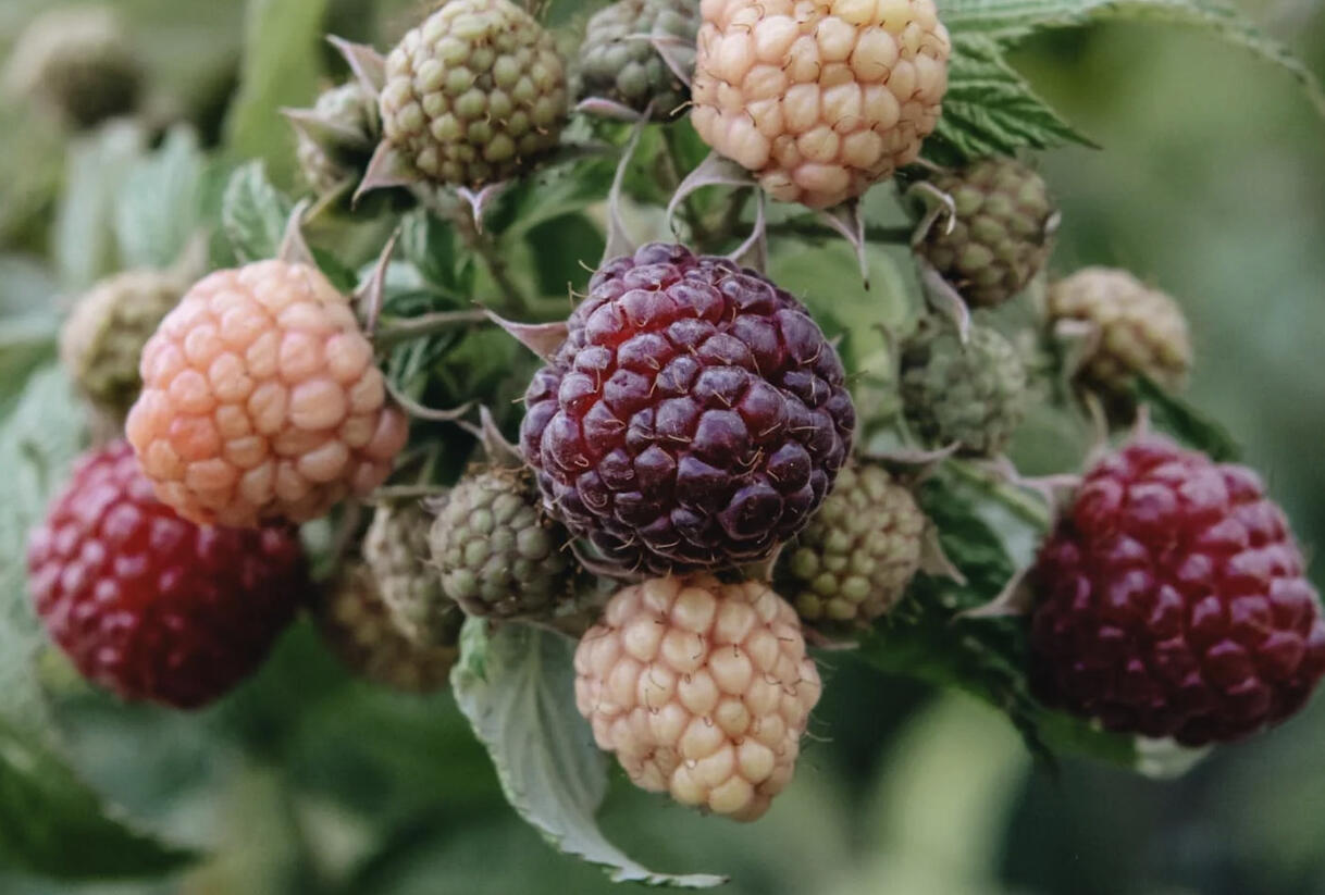 Maliník remontantní 'Autumn Passion' - Rubus idaeus 'Autumn Passion'
