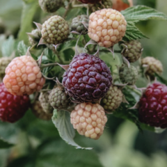 Maliník remontantní 'Autumn Passion' - Rubus idaeus 'Autumn Passion'