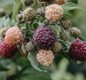 Maliník remontantní 'Autumn Passion' - Rubus idaeus 'Autumn Passion'