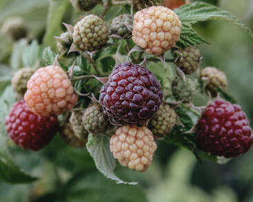 Maliník remontantní 'Autumn Passion'