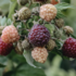 Rubus idaeus 'Autumn Passion'.png