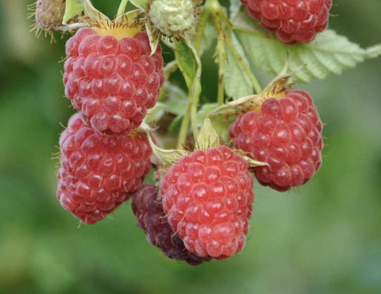 Maliník remontantní 'Autumn First' - Rubus idaeus 'Autumn First'