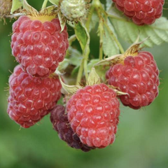 Maliník remontantní 'Autumn First' - Rubus idaeus 'Autumn First'