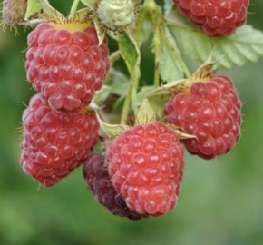 Maliník remontantní 'Autumn First' - Rubus idaeus 'Autumn First'