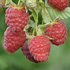 Rubus idaeus 'Autumn First'.png