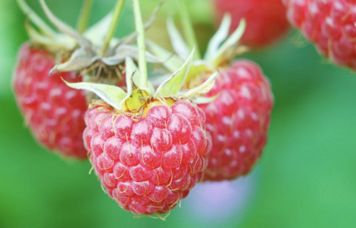 Maliník jednouplodící 'Willamette' - Rubus idaeus 'Willamette'